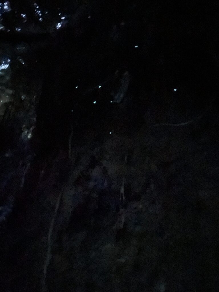 tiny glow worms lit up at night