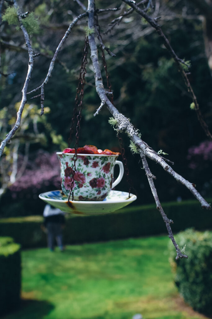 tea cup balanced on tree at Aston Norwood gardens