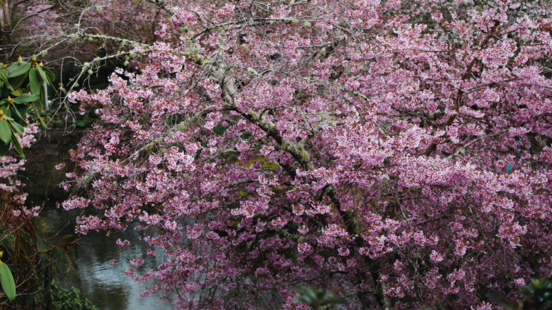 Cherry Blossoms in Wellington