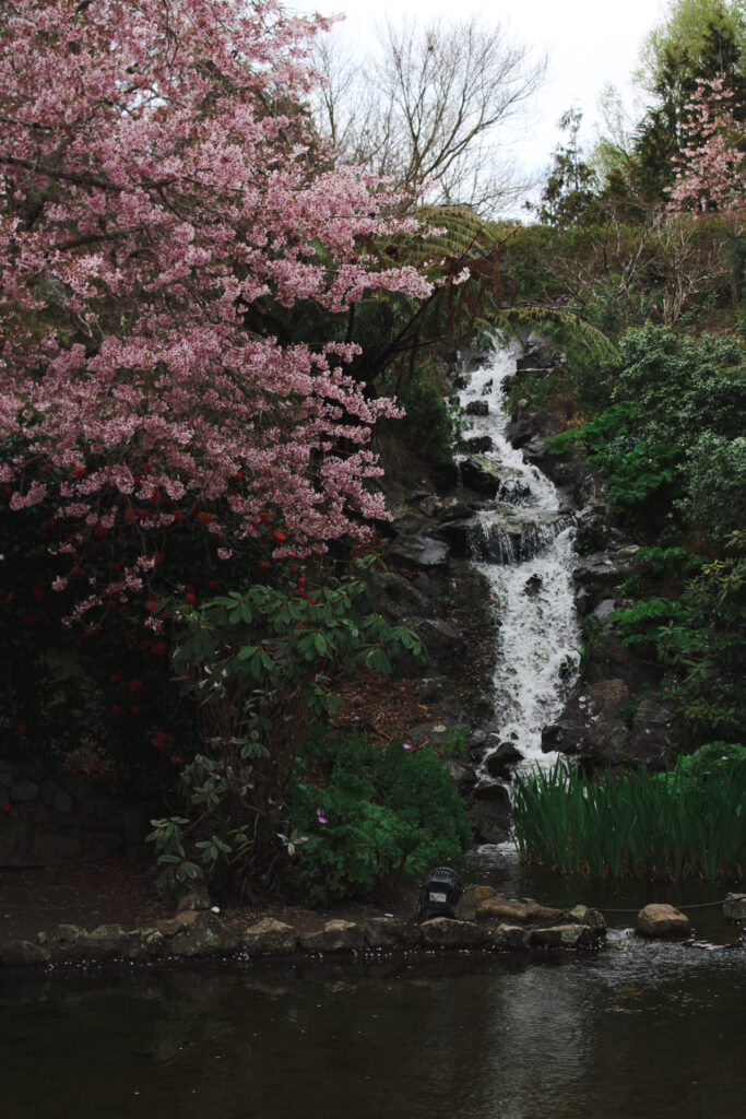 cherry blossoms next to waterfall at the Aston Norwood nursery