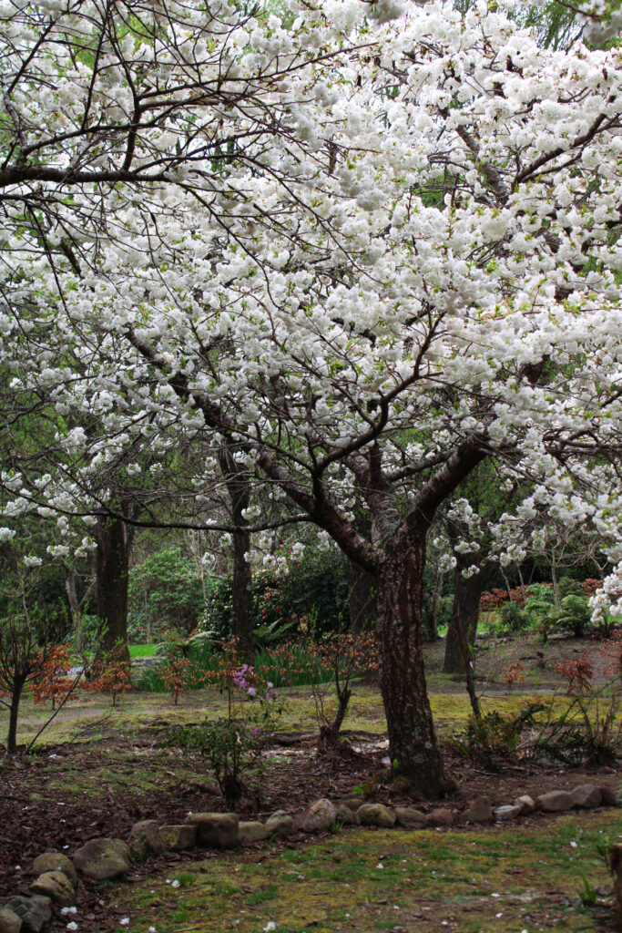 white flowering cherry blossoms