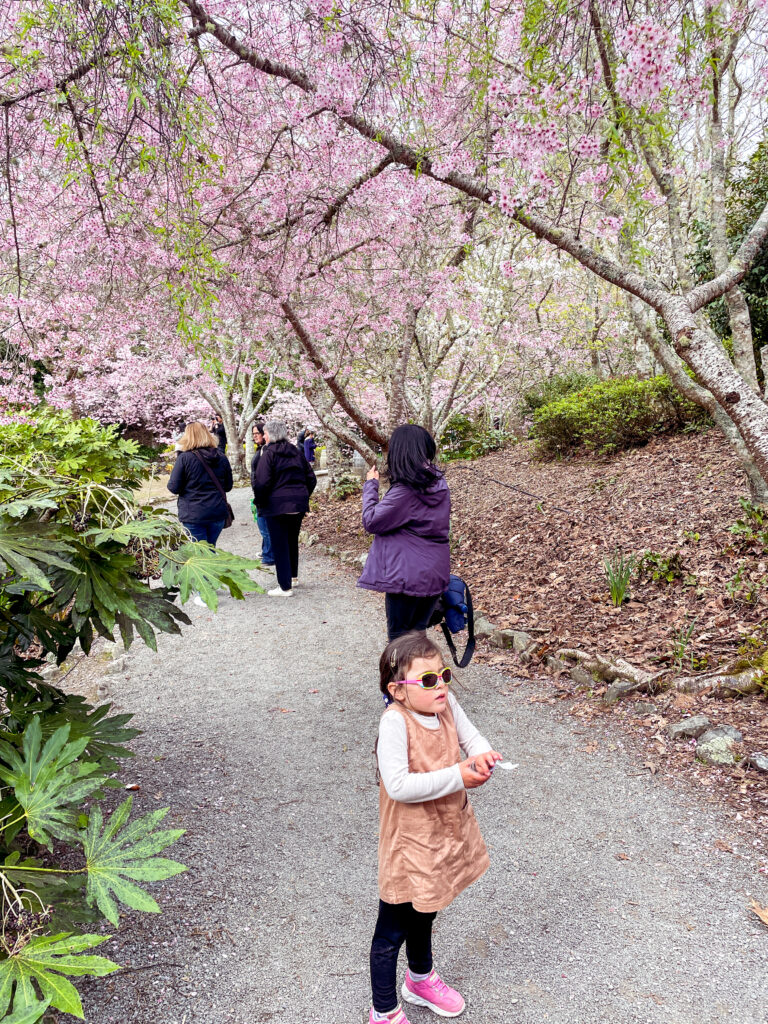 walking along cherry blossom path