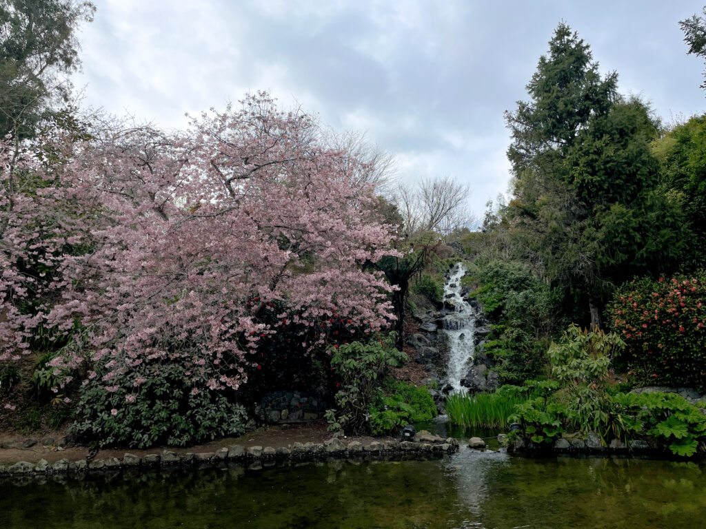 cherry blossoms next to waterfall at the Aston Norwood nursery